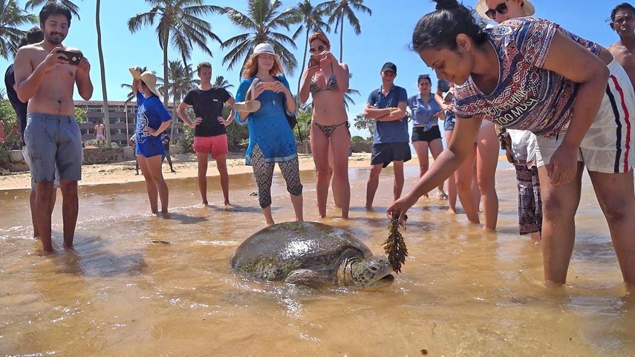 Готель Turtle Bay Хіккадува Екстер'єр фото
